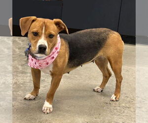 Beagle-Unknown Mix Dogs for adoption in Batavia, OH, USA