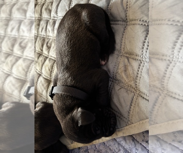 Medium Photo #3 Great Dane Puppy For Sale in TEMECULA, CA, USA