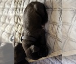 Small #1 Great Dane