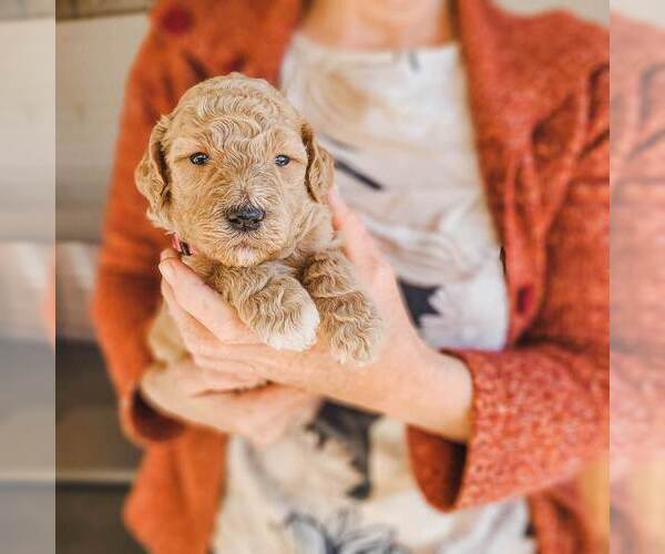 Full screen Photo #18 Poodle (Standard) Puppy For Sale in WAGENER, SC, USA