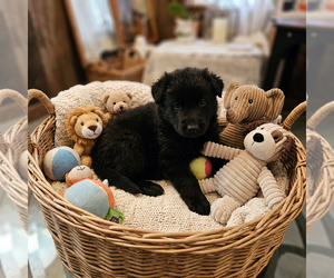German Shepherd Dog Puppy for Sale in FORDLAND, Missouri USA