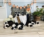 Small Photo #4 Sheepadoodle Puppy For Sale in HUNTINGTON BEACH, CA, USA