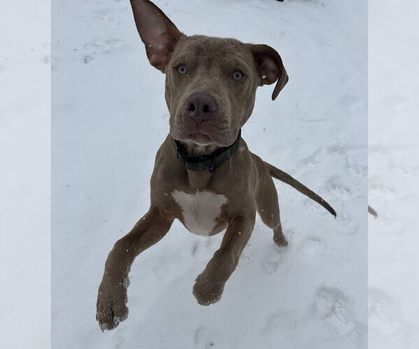 Medium Photo #3 Mutt Puppy For Sale in Candler, NC, USA