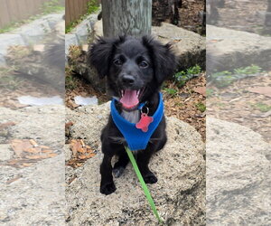 Boykin Spaniel-Labrador Retriever Mix Dogs for adoption in Sanford, FL, USA