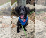 Small Boykin Spaniel-Labrador Retriever Mix