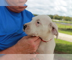 Small Photo #1 Dogo Argentino Puppy For Sale in WESLEY CHAPEL, FL, USA