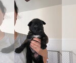 Small #1 Mutt