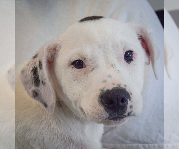 Medium Photo #6 American Staffordshire Terrier-Labrador Retriever Mix Puppy For Sale in Huntley, IL, USA
