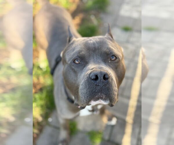 Medium Photo #2 American Pit Bull Terrier Puppy For Sale in Alexandria, VA, USA