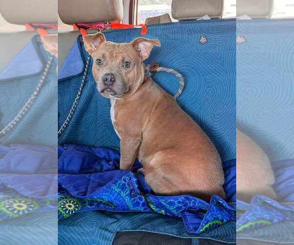 Medium Photo #5 Mutt Puppy For Sale in Abbeville, LA, USA