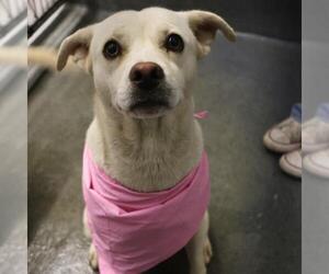 Labrador Retriever-Unknown Mix Dogs for adoption in San Antonio, TX, USA