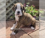 Small #5 Boxer