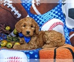 Small Photo #4 Goldendoodle (Miniature) Puppy For Sale in QUARRYVILLE, PA, USA