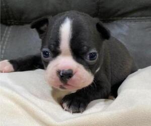 Boston Terrier Puppy for sale in HICKORY, NC, USA