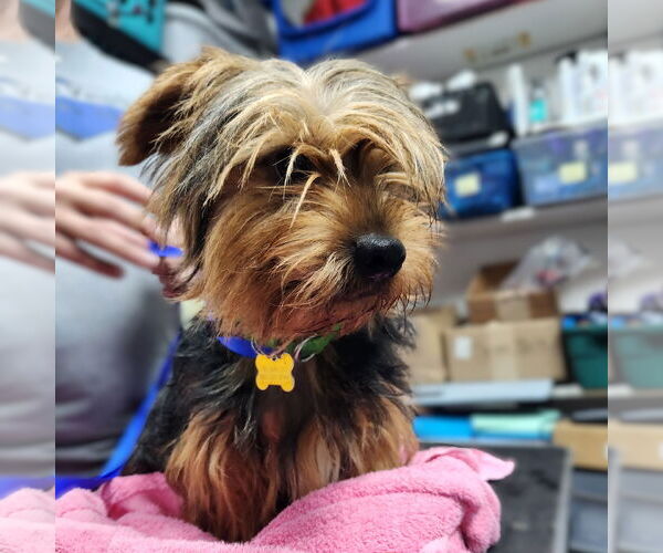 Medium Photo #2 Mutt Puppy For Sale in Fargo, ND, USA