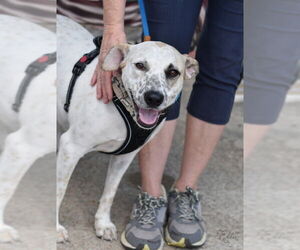 Jack Russell Terrier-Unknown Mix Dogs for adoption in Brewster, NY, USA