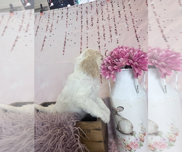 Medium Photo #102 Aussie-Poo-Goldendoodle Mix Puppy For Sale in COMMERCE, MI, USA