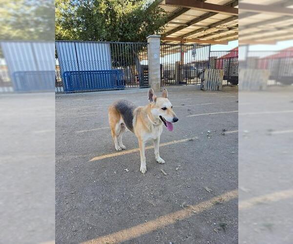 Medium Photo #1 German Shepherd Dog Puppy For Sale in Riverside, CA, USA