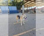 Small German Shepherd Dog