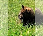 Small Photo #13 German Shepherd Dog Puppy For Sale in BEAVER FALLS, PA, USA
