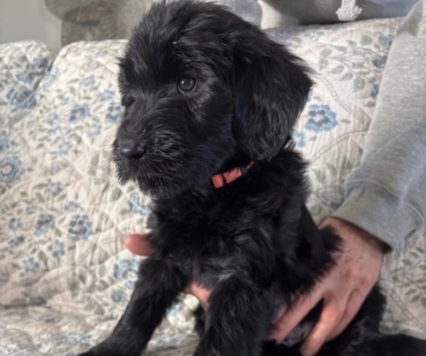 Medium Photo #37 Schnoodle (Giant) Puppy For Sale in ANDERSON, CA, USA