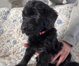 Medium Schnoodle (Giant)