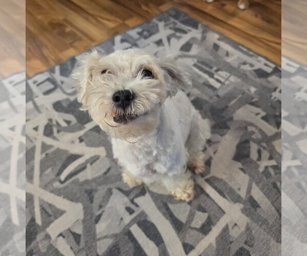Medium Photo #5 Maltese-Unknown Mix Puppy For Sale in Fargo, ND, USA