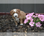 Small Photo #9 Cavapoo mix (+ Poodle Miniature) Puppy For Sale in GREENWOOD, WI, USA