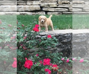 Goldendoodle Puppy for sale in FRANKLIN, TN, USA