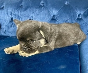 French Bulldog Puppy for sale in KANSAS CITY, MO, USA