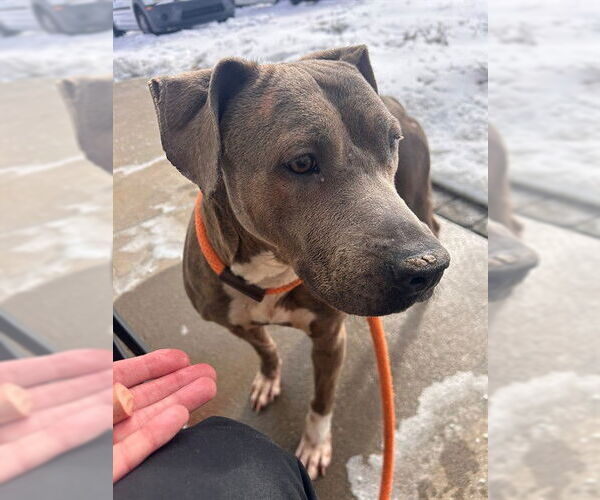 Medium Photo #2 Mutt Puppy For Sale in Louisville, KY, USA