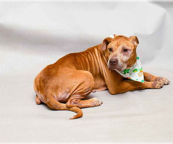 Medium Photo #2 Mutt Puppy For Sale in Sanford, FL, USA