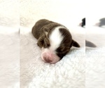 Small Photo #5 Miniature Australian Shepherd Puppy For Sale in OKLAHOMA CITY, OK, USA