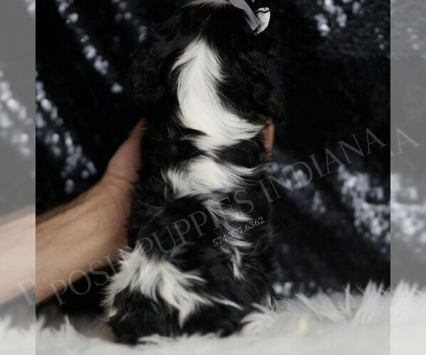 Medium Photo #71 Cavalier King Charles Spaniel Puppy For Sale in WARSAW, IN, USA