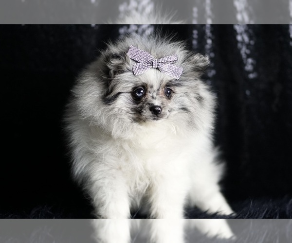 Medium Photo #75 Pomeranian Puppy For Sale in WARSAW, IN, USA