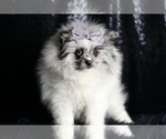 Small Photo #75 Pomeranian Puppy For Sale in WARSAW, IN, USA