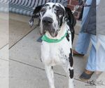 Small #3 Great Dane Mix