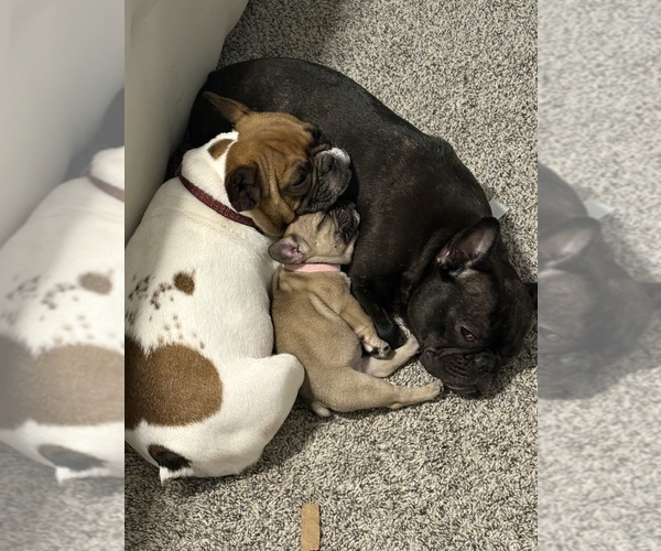 Medium Photo #1 French Bulldog Puppy For Sale in FLORENCE, KY, USA