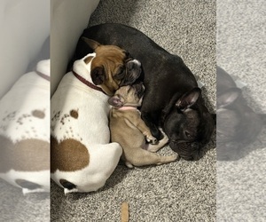 Mother of the French Bulldog puppies born on 05/20/2025