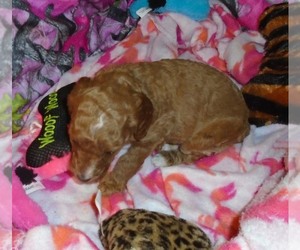 Poodle (Standard) Puppy for sale in HOWE, ID, USA