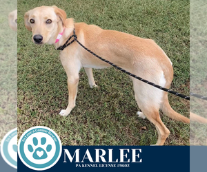 Labrador Retriever-Unknown Mix Dogs for adoption in Kimberton, PA, USA