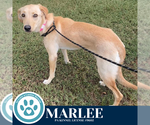 Small Labrador Retriever Mix