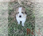 Small Photo #8 Great Bernese Puppy For Sale in BOOKER, TX, USA