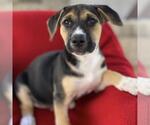 Small #4 Labrador Retriever Mix