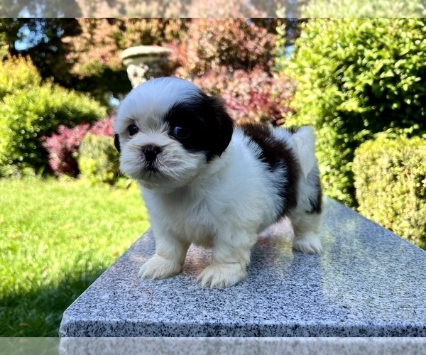 Medium Photo #33 Shih Tzu Puppy For Sale in HAYWARD, CA, USA