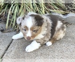 Small Photo #6 Miniature Australian Shepherd Puppy For Sale in HOWE, OK, USA