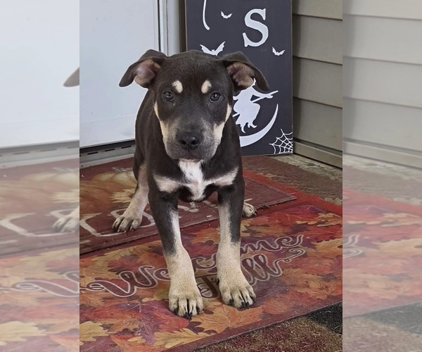 Medium Photo #1 Shepweiller Puppy For Sale in SHERBURNE, NY, USA