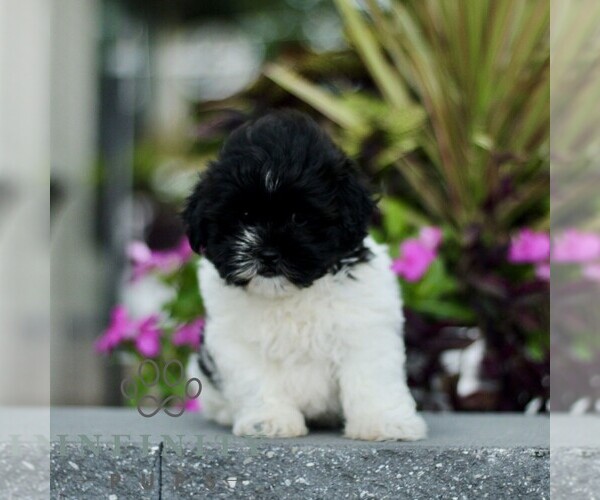 Medium Photo #3 Zuchon Puppy For Sale in GORDONVILLE, PA, USA