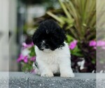Small #2 Zuchon