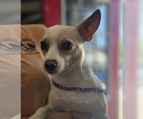 Medium Photo #3 Chihuahua-Unknown Mix Puppy For Sale in Foristell, MO, USA